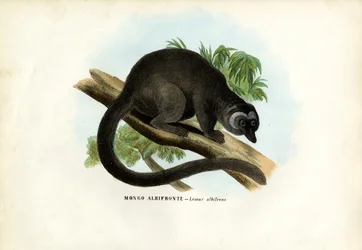 White-Headed Brown Lemur